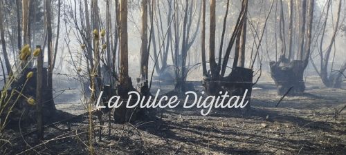El fuego consumió dos hectáreas de monte en La Dulce