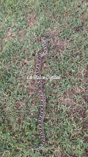 Encontraron una Yarará Ñata frente a la plaza