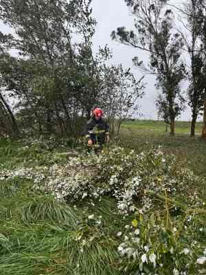 Cayó una planta en Ruta 85