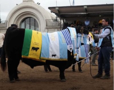 El Gran Campeón Macho Angus de Palermo es de La Dulce