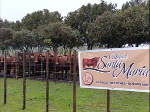 Tradición, genética y esfuerzo familiar: Cabaña Santa María celebró su 28° remate anual
